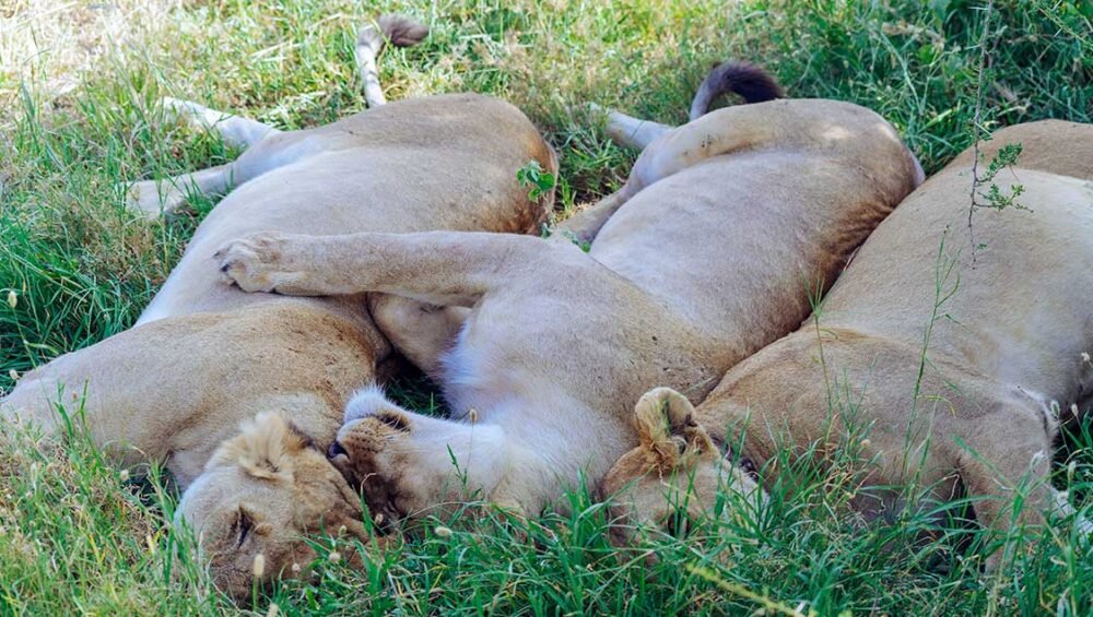 Tanzania safari 3 Days