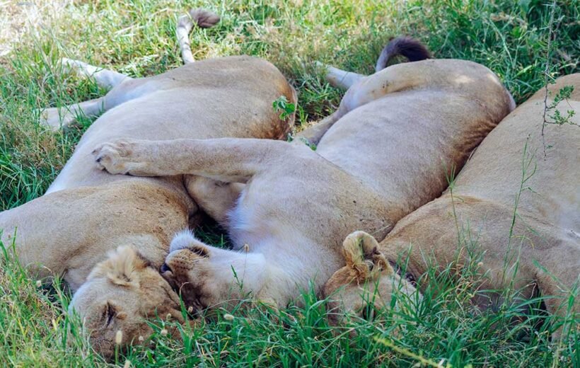 Tanzania Safari 3 days