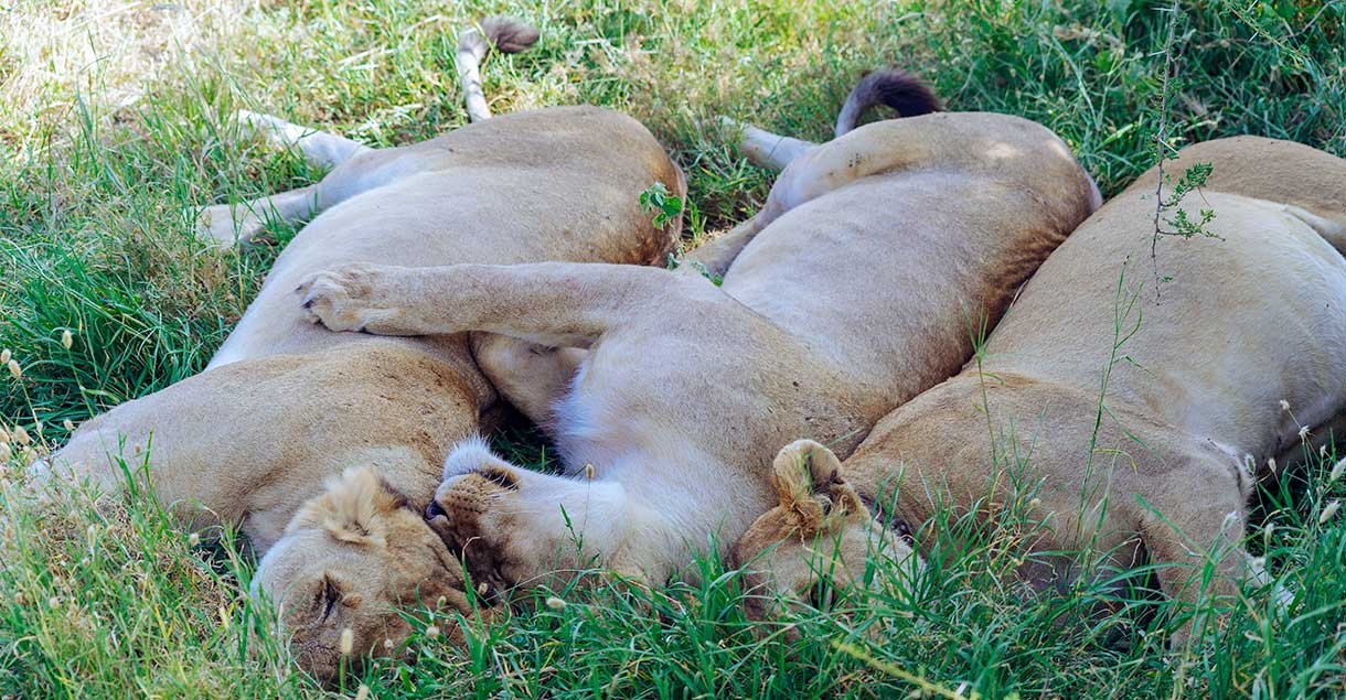 Tanzania safari 3 Days