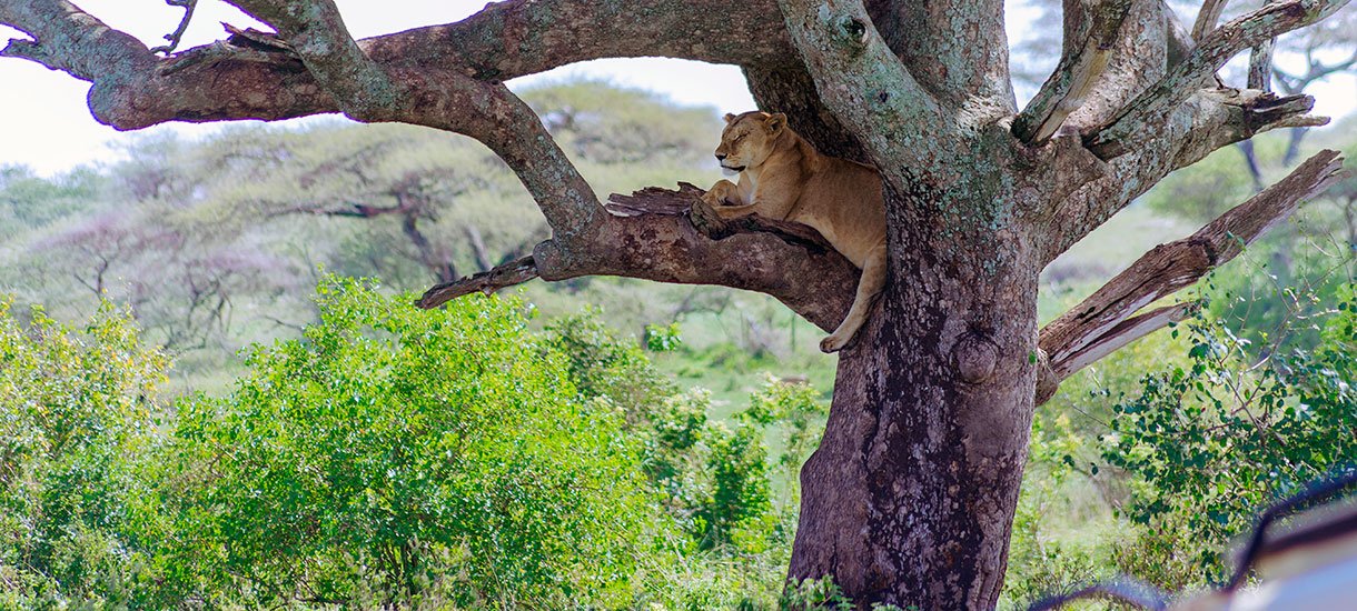 Tanzania Safari 6 Days