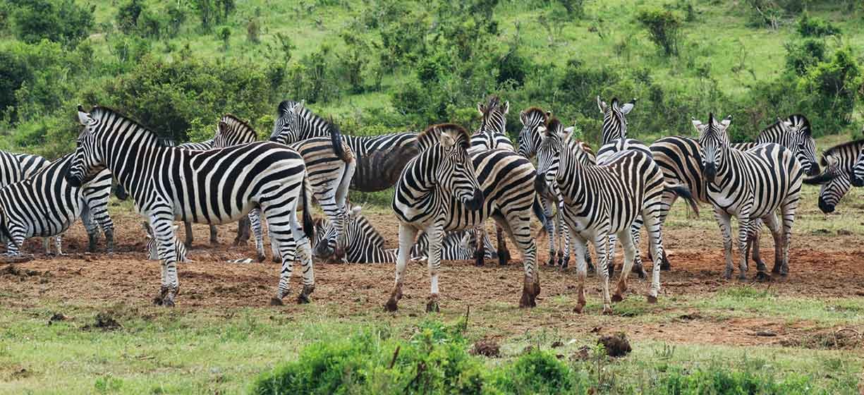 Arusha Safari Day Tour