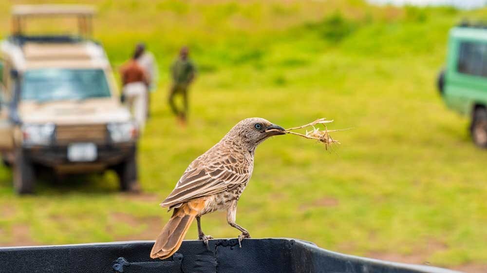 Arusha Safari Day Tour