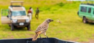 Arusha Safari Day Tour – Explore Wildlife and Scenic Landscapes in Tanzania