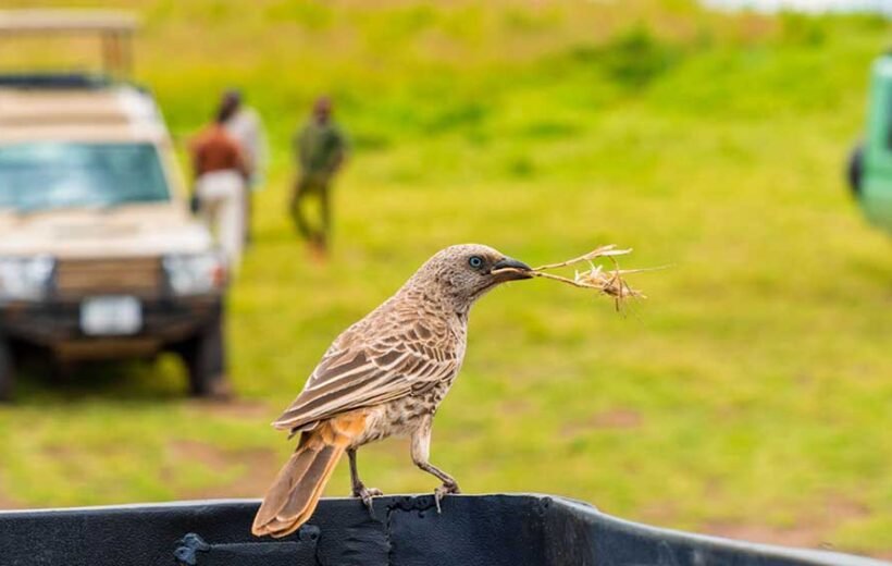 Arusha Safari Day Tour – Explore Wildlife and Scenic Landscapes in Tanzania