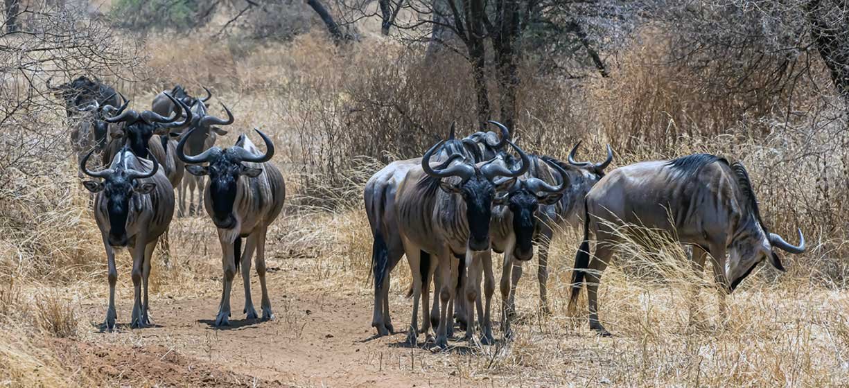 Arusha Safari Day Tour