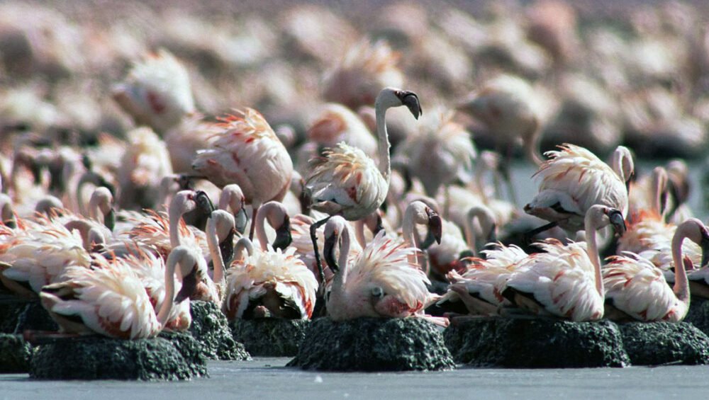 Lake Natron