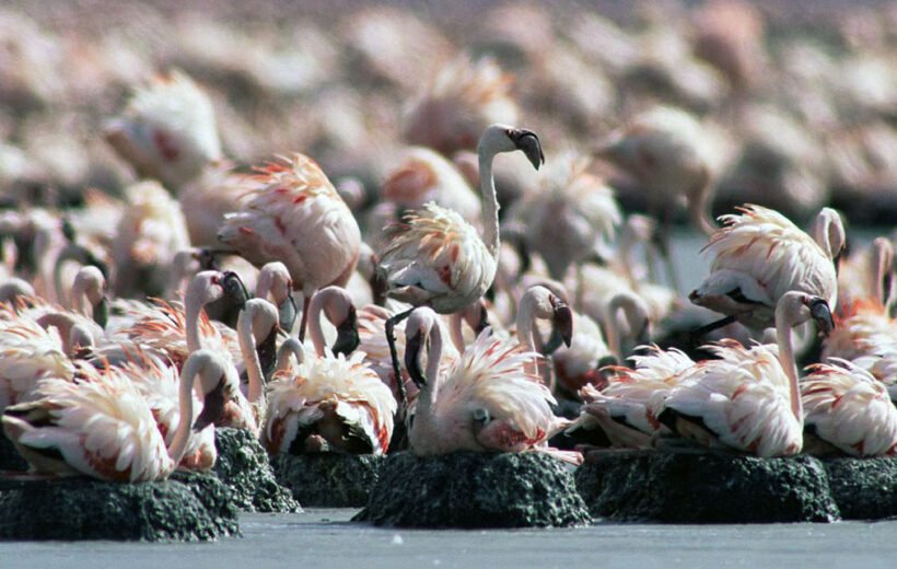 Lake Natron – Tanzania’s Flamingo Paradise and Hidden Adventure Destination