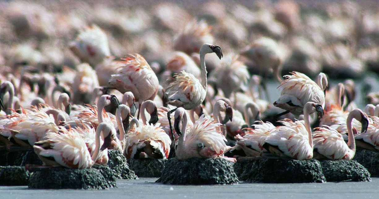 Lake Natron
