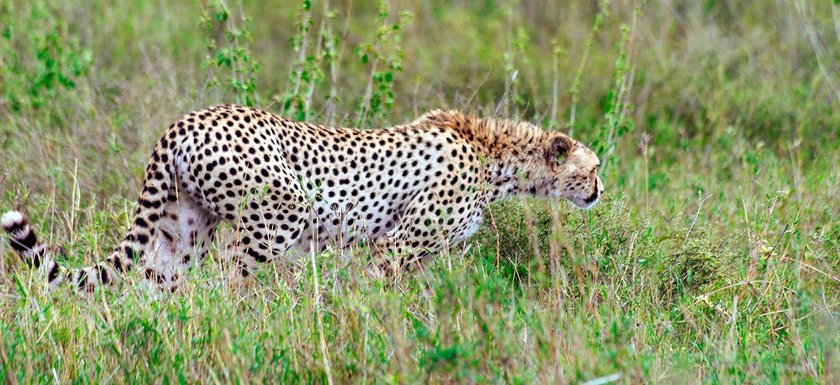 Tanzania safari 3 Days