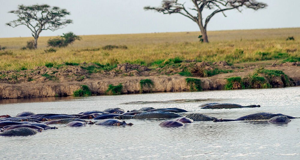 Tanzania Safari 5 Days