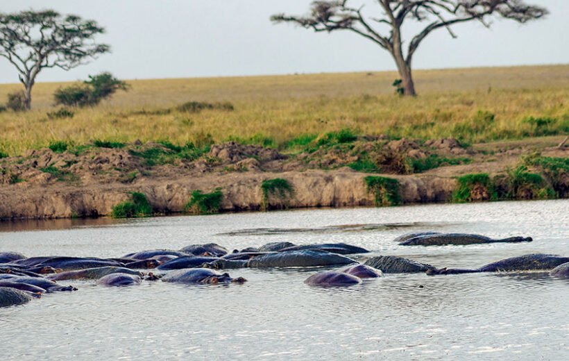 Tanzania Safari 5 days