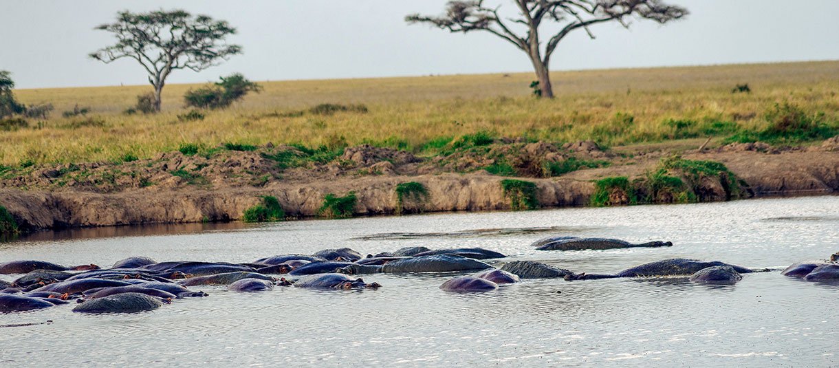 Tanzania Safari 5 Days