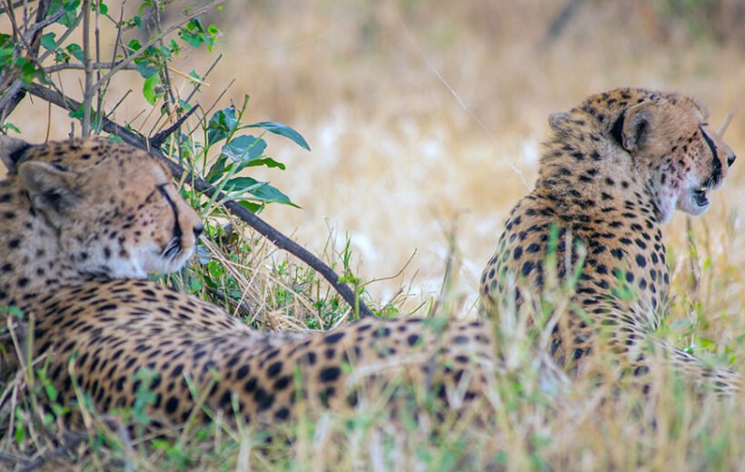 Tanzania Safari 2 days